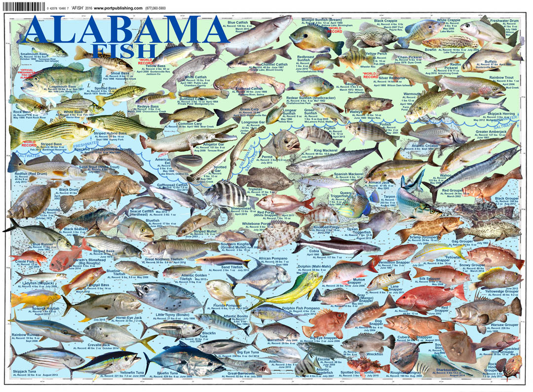 Saltwater Fish Chart